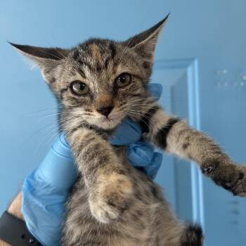 Arial "Doralee" Roswell -  Domestic Short Hair Cat for Adoption in Denver, Colorado - Arial "Doralee" Roswell | PetCurious