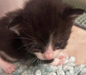 Domestic Short Hair Cats Available for Adoption in Greensboro, North Carolina - Hurricane | PetCurious