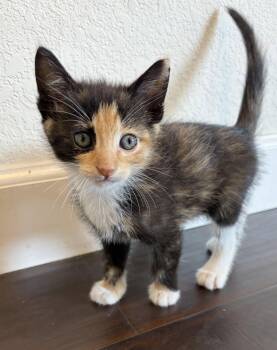 Smarty -  Calico Cat for Adoption in San Jose, California - Smarty | PetCurious
