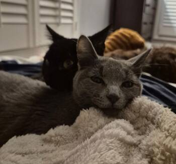 Russian Blue and Domestic Short Hair Cats Available for Adoption - Esme | PetCurious