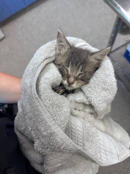 Moon -  Domestic Short Hair Cat for Adoption in Disputanta, Virginia - Moon | PetCurious