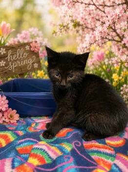 Lance -  Domestic Short Hair Cat for Adoption in Belleville, Michigan - Lance | PetCurious