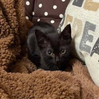Onyx -  Domestic Short Hair Cat for Adoption in Madison, Wisconsin - Onyx | PetCurious