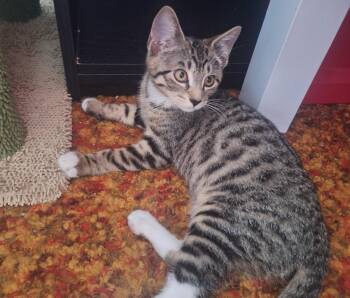 Bear -  Domestic Short Hair Cat for Adoption in Mayfield, New York - Bear | PetCurious