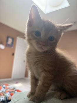 Cairo Jr. -  Domestic Short Hair Cat for Adoption in Farmington, Minnesota - Cairo Jr. | PetCurious