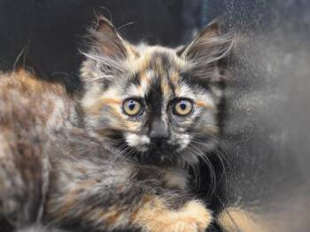 Top Hat -  Domestic Medium Hair Cat for Adoption in Portland, Oregon - Top Hat | PetCurious