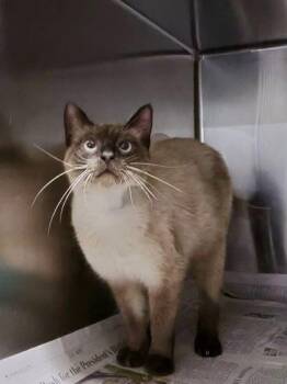 Cowboy Carl -  Siamese and Domestic Short Hair Cat for Adoption in Fort Worth, Texas - Cowboy Carl | PetCurious