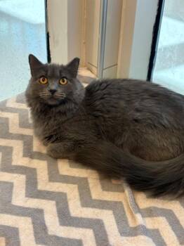VALERIE -  Domestic Long Hair Cat for Adoption in Forney, Texas - VALERIE | PetCurious