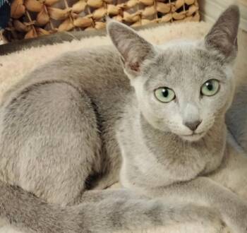 Russian Blue Cats Available for Adoption - Whitney | PetCurious
