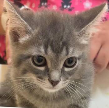 Domestic Short Hair Cats Available for Adoption in Elizabethton, Tennessee - FIGMENT | PetCurious