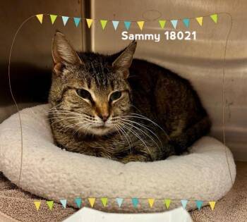 Domestic Short Hair Cats Available for Adoption in Marietta, Georgia - SAMMY | PetCurious