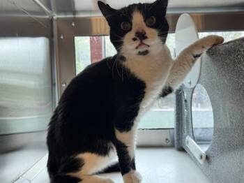 BARN ATHENS -  Domestic Short Hair Cat for Adoption in Colorado Springs, Colorado - BARN ATHENS | PetCurious