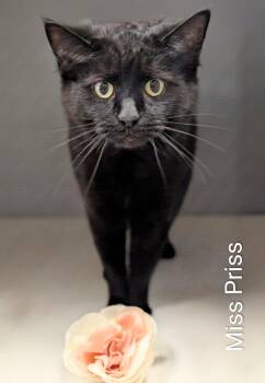 Miss Priss -  Domestic Medium Hair Cat for Adoption in Flint, Michigan - Miss Priss | PetCurious