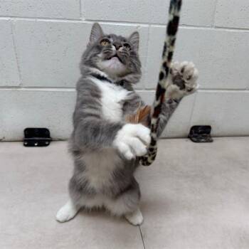 MAXWELL -  Domestic Medium Hair Cat for Adoption in Aurora, Colorado - MAXWELL | PetCurious