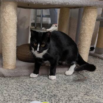 Nighthawk -  Domestic Medium Hair Cat for Adoption in Falls Church, Virginia - Nighthawk | PetCurious