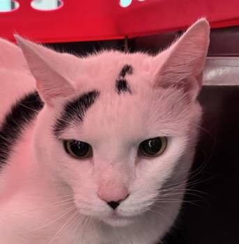 Kiwi -  Domestic Short Hair Cat for Adoption - Kiwi | PetCurious