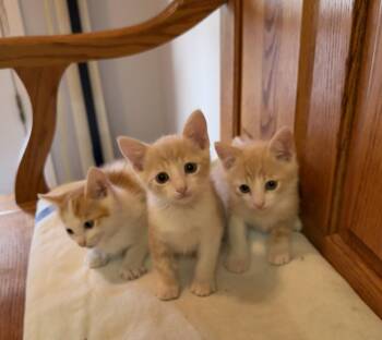 Angelo ( JJ) -  Tabby Cat for Adoption in Vacaville, California - Angelo ( JJ) | PetCurious
