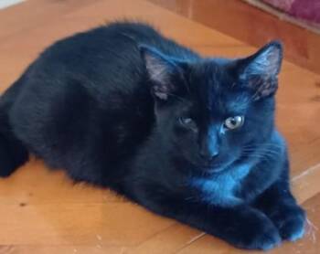 Peanut -  Domestic Short Hair Cat Available for Adoption in New Hope, Pennsylvania - Peanut | PetCurious