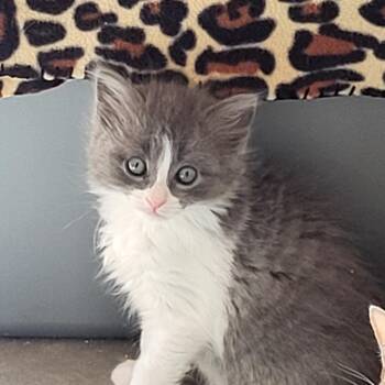Friendly 54485 -  Domestic Short Hair Cat for Adoption in Las Vegas, Nevada - Friendly 54485 | PetCurious
