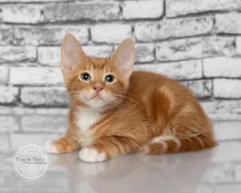 Andy -  Domestic Short Hair and Tabby Cat for Adoption in Tuscaloosa, Alabama - Andy | PetCurious