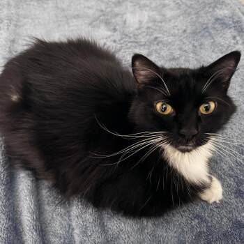 Shish Kabob -  Domestic Medium Hair Cat for Adoption in Gainesville, Florida - Shish Kabob | PetCurious