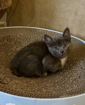 Uncrustable -  Domestic Short Hair Cat for Adoption in Topeka, Kansas - Uncrustable | PetCurious