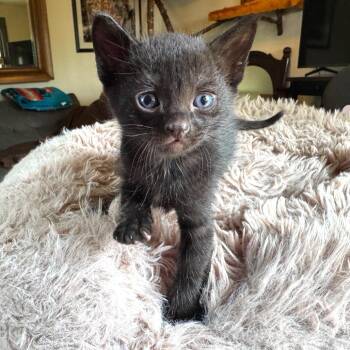 Clover -  Domestic Short Hair Cat for Adoption in Belfair, Washington - Clover | PetCurious