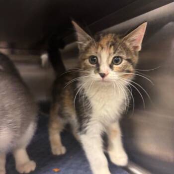 Raven -  Domestic Short Hair Cat for Adoption in Chicago, Illinois - Raven | PetCurious