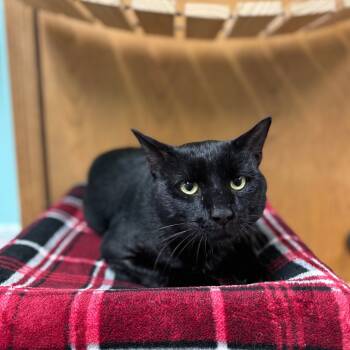 Rescue Domestic Short Hair Cats for Adoption in Fargo, North Dakota - Bourne | PetCurious