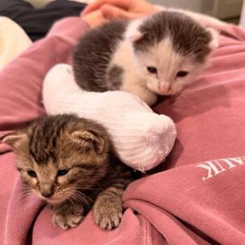 Ren -  Domestic Short Hair Cat for Adoption in Philadelphia, Pennsylvania - Ren | PetCurious