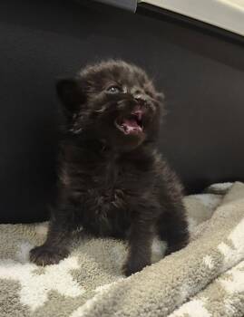 Kaleetan -  Domestic Medium Hair Cat for Adoption in Silverdale, Washington - Kaleetan | PetCurious