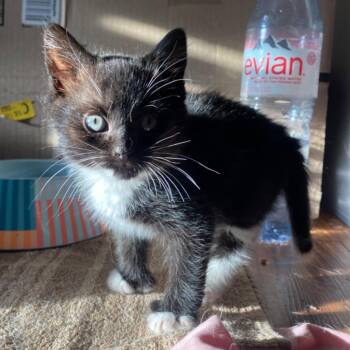 Domestic Short Hair Cats Available for Adoption in Fall River, Massachusetts - Alleria | PetCurious