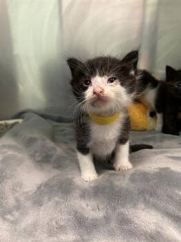 Rescue Domestic Short Hair Cats for Adoption in Dallas, Texas - MAKUNGA | PetCurious