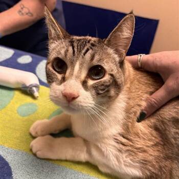 Domestic Short Hair Cats Available for Adoption in Tempe, Arizona - Boydie | PetCurious