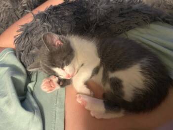 Domestic Short Hair Cats Available for Adoption in Minneapolis, Minnesota - Darwin | PetCurious