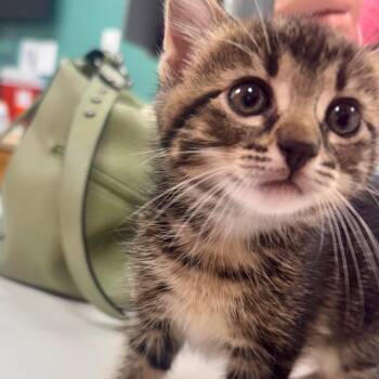 Cupcake -  Domestic Short Hair Cat Available for Adoption in Starkville, Mississippi - Cupcake | PetCurious