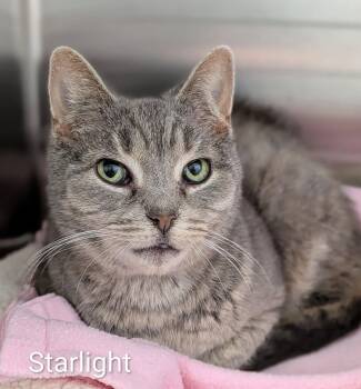 Domestic Short Hair Cats Available for Adoption in Flint, Michigan - Starbright | PetCurious