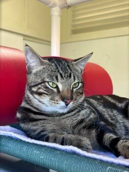 Nemo -  Domestic Short Hair Cat for Adoption in Honolulu, Hawaii - Nemo | PetCurious
