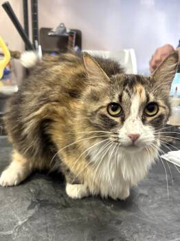 Mabel -  Domestic Long Hair Cat for Adoption in Mesquite, Nevada - Mabel | PetCurious