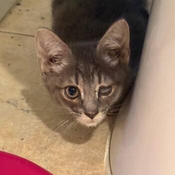 Icee -  Domestic Short Hair Cat for Adoption in Philadelphia, Pennsylvania - Icee | PetCurious