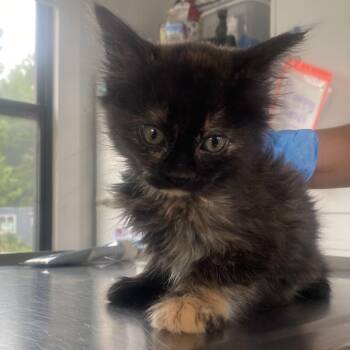 Hermione -  Domestic Medium Hair Cat for Adoption in Chapel Hill, North Carolina - Hermione | PetCurious