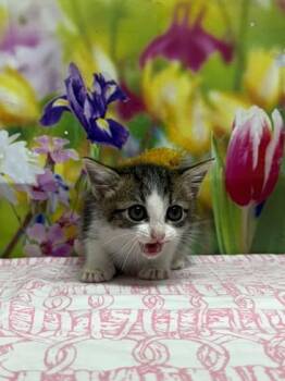 Domestic Short Hair Cats Available for Adoption in San Antonio, Texas - Uno | PetCurious