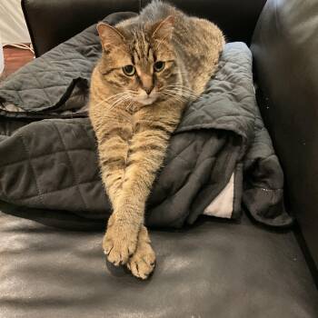 Domestic Short Hair Cats Available for Adoption - Diggs | PetCurious