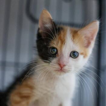 Blossom -  Domestic Short Hair Cat for Adoption in Bradenton, Florida - Blossom | PetCurious