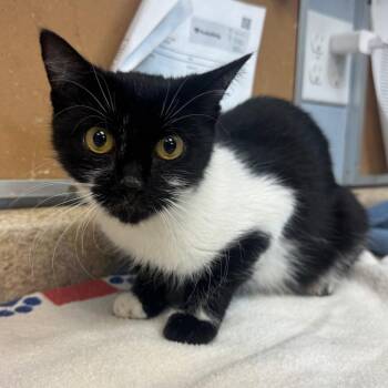 Selene -  Domestic Short Hair Cat for Adoption - Selene | PetCurious