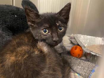 JANUARY -  Domestic Short Hair Cat for Adoption in Tustin, California - JANUARY | PetCurious