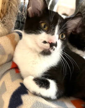 Rescue Domestic Short Hair Cats for Adoption in Seal Beach, California - Kitten Tink | PetCurious