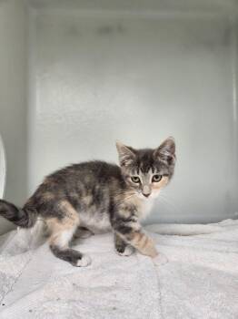Brigitte -  Domestic Short Hair Cat for Adoption in Westfield, Wisconsin - Brigitte | PetCurious