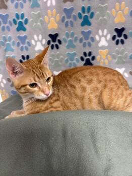 Domestic Short Hair Cats Available for Adoption - Karter | PetCurious