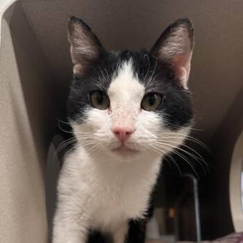 Domestic Short Hair Cats Available for Adoption in Reno, Nevada - Daniel | PetCurious
